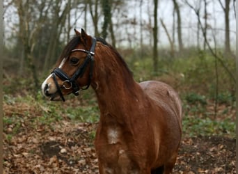 Welsh A (Mountain Pony), Mare, 8 years, 11,2 hh, Roan-Bay