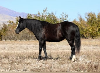 Welsh A (Mountain Pony) Mix, Mare, 8 years, 12.1 hh, Black
