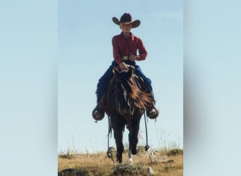 Welsh A (Mountain Pony) Mix, Mare, 8 years, 12.1 hh, Black