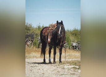 Welsh A (Mountain Pony) Mix, Mare, 8 years, 12.1 hh, Black
