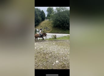 Welsh A (Mountain Pony), Mare, 8 years, 12.1 hh, Chestnut-Red