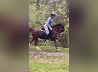 Welsh A (Mountain Pony), Mare, 8 years, 12.1 hh, Chestnut-Red