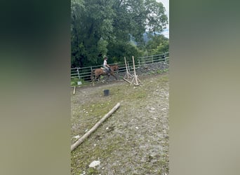 Welsh A (Mountain Pony), Mare, 8 years, 12.1 hh, Chestnut-Red