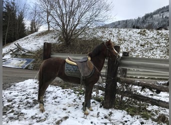 Welsh A (Mountain Pony), Mare, 8 years, 12.1 hh, Chestnut-Red