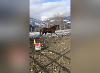 Welsh A (Mountain Pony), Mare, 8 years, 12.1 hh, Chestnut-Red