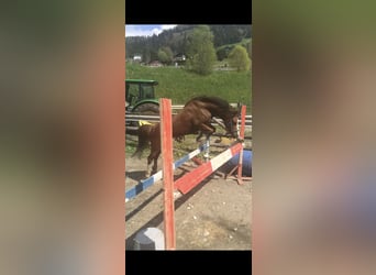 Welsh A (Mountain Pony), Mare, 8 years, 12.1 hh, Chestnut-Red