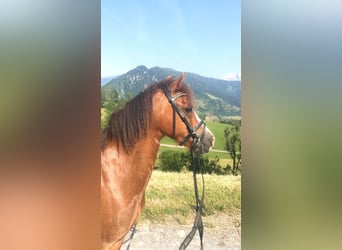 Welsh A (Mountain Pony), Mare, 8 years, 12.1 hh, Chestnut-Red