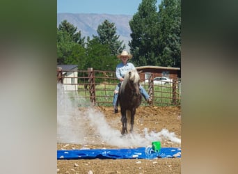 Welsh A (Mountain Pony) Mix, Mare, 8 years, 12.1 hh, Gray