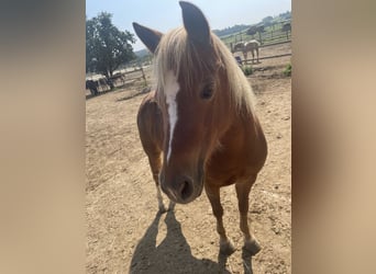 Welsh A (Mountain Pony), Mare, 8 years, 12 hh, Chestnut-Red