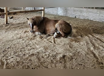 Welsh A (Mountain Pony), Mare, 8 years, 12 hh, Chestnut-Red