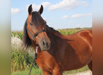 Welsh-A Mix, Stute, 8 Jahre, 13,3 hh, Rotbrauner