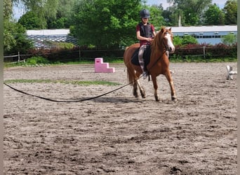 Welsh A (Mountain Pony), Mare, 9 years, 11.2 hh, Chestnut-Red