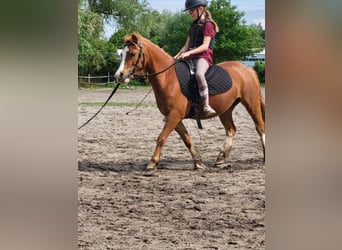 Welsh A (Mountain Pony), Mare, 9 years, 11.2 hh, Chestnut-Red