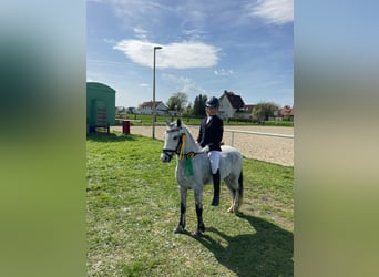 Welsh A (Mountain Pony), Mare, 9 years, 11.2 hh, Gray