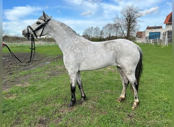 Welsh A (Mountain Pony), Mare, 9 years, 11.2 hh, Gray