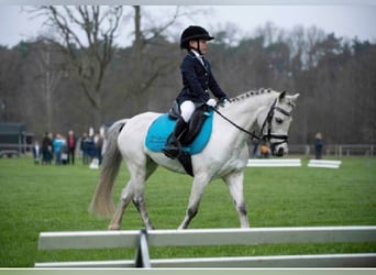 Welsh A (Mountain Pony), Mare, 9 years, 11.3 hh, Gray