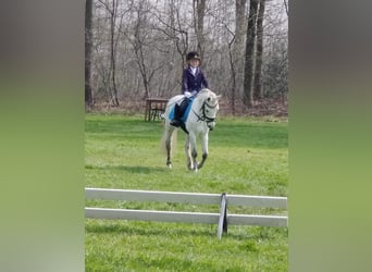 Welsh A (Mountain Pony), Mare, 9 years, 11.3 hh, Gray