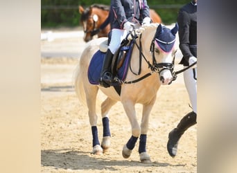 Welsh A (Mountain Pony), Mare, 9 years, 11 hh, Palomino