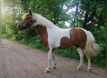 Welsh A (Mountain Pony) Mix, Mare, 9 years, 11 hh, Pinto