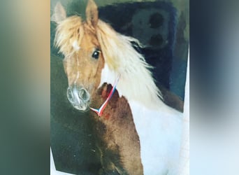 Welsh A (Mountain Pony) Mix, Mare, 9 years, 11 hh, Pinto