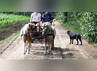 Welsh A (Mountain Pony) Mix, Mare, 9 years, 11 hh, Pinto