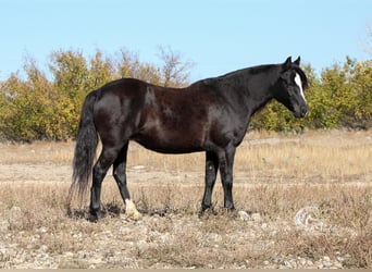 Welsh A (Mountain Pony) Mix, Mare, 9 years, 12.1 hh, Black