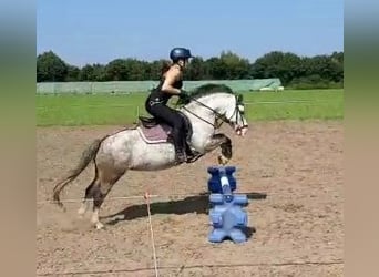 Welsh A (Mountain Pony), Mare, 9 years, 12.1 hh, Gray-Dapple