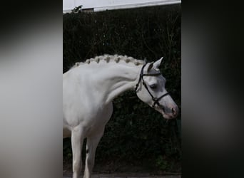 Welsh-A, Stute, 9 Jahre, 12,1 hh, Schimmel