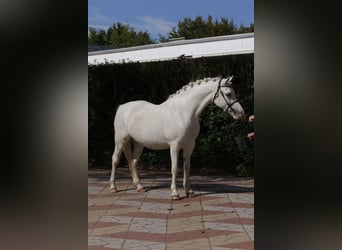 Welsh-A, Stute, 9 Jahre, 12,1 hh, Schimmel