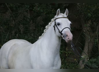 Welsh-A, Stute, 9 Jahre, 12,1 hh, Schimmel