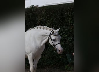 Welsh-A, Stute, 9 Jahre, 12,1 hh, Schimmel