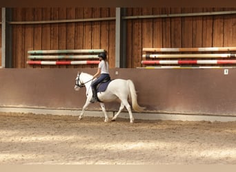 Welsh-A, Stute, 9 Jahre, 12,1 hh, Schimmel