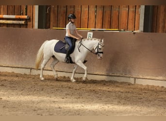 Welsh-A, Stute, 9 Jahre, 12,1 hh, Schimmel