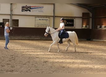 Welsh-A, Stute, 9 Jahre, 12,1 hh, Schimmel