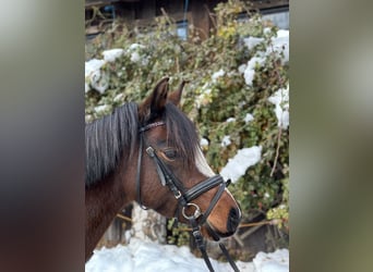 Welsh A (Mountain Pony), Mare, 9 years, 12.3 hh, Brown