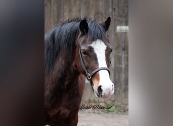 Welsh A (Mountain Pony), Mare, 9 years, 12 hh, Brown