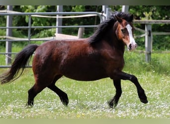 Welsh A (Mountain Pony), Mare, 9 years, 12 hh, Brown