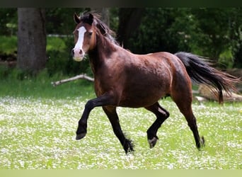 Welsh A (Mountain Pony), Mare, 9 years, 12 hh, Brown