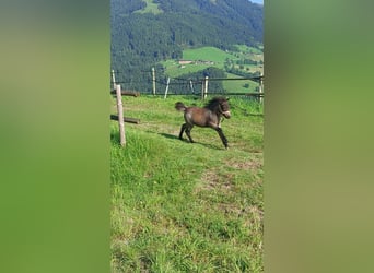 Welsh A (Mountain Pony) Mix, Mare, Foal (05/2024), 10,2 hh, Brown