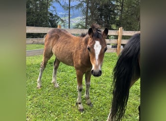 Welsh A (Mountain Pony), Mare, Foal (03/2024), 12 hh, Brown