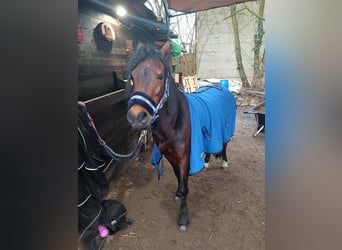 Welsh A (Mountain Pony), Stallion, 11 years, 12.1 hh, Brown