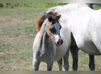 Welsh A (Mountain Pony), Stallion, 12 years, 11.2 hh, White