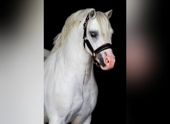 Welsh A (Mountain Pony), Stallion, 12 years, 11.2 hh, White