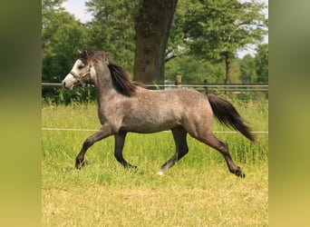 Welsh A (Mountain Pony), Stallion, 1 year, 11.1 hh, Gray-Dark-Tan