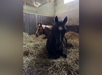 Welsh A (Mountain Pony) Mix, Stallion, 1 year, 11.2 hh, Black