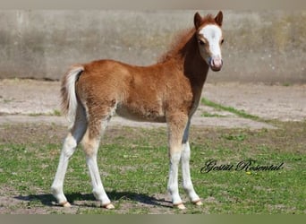 Welsh A (Mountain Pony), Stallion, 1 year, 11.2 hh, Chestnut-Red