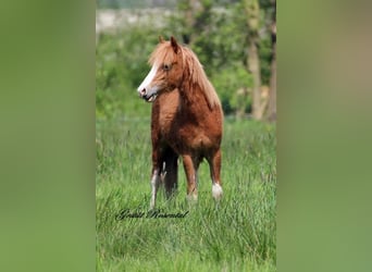 Welsh A (Mountain Pony), Stallion, 1 year, 11.2 hh, Chestnut-Red