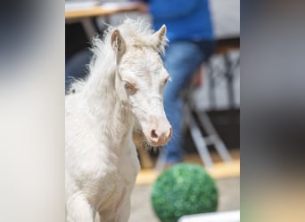 Welsh A (Mountain Pony), Stallion, 1 year, 11,2 hh, Cremello