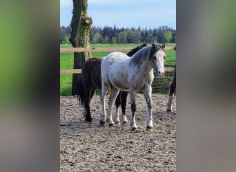 Welsh A (Mountain Pony), Stallion, 1 year, 11.2 hh, Gray-Red-Tan