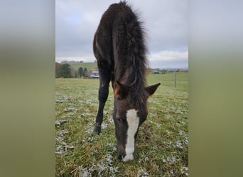 Welsh A (Mountain Pony) Mix, Stallion, 1 year, 11.2 hh